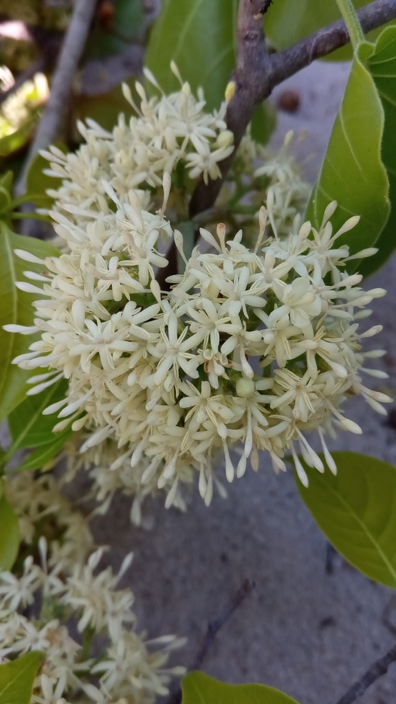 POTD- Schizenterospermum rotundifolium (IUCN VU), #Gentianales, #Rubiaceae, is an endemic tree to #western_Madagascar, recorded in #Bongolava_Forest_Corridor_PA