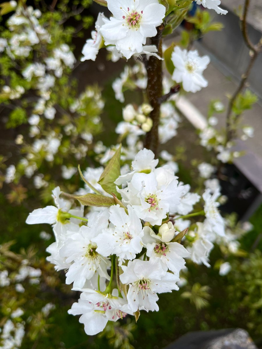 今朝の気圧すごかった…ね。。 耳が詰まって、あたまキューってなるし、 胃がめっちゃ気持ち悪くて…嗚咽しながら移動してた…( ･ᴗ･̥̥̥ ) 地球🌏お手柔らかにしてください。。