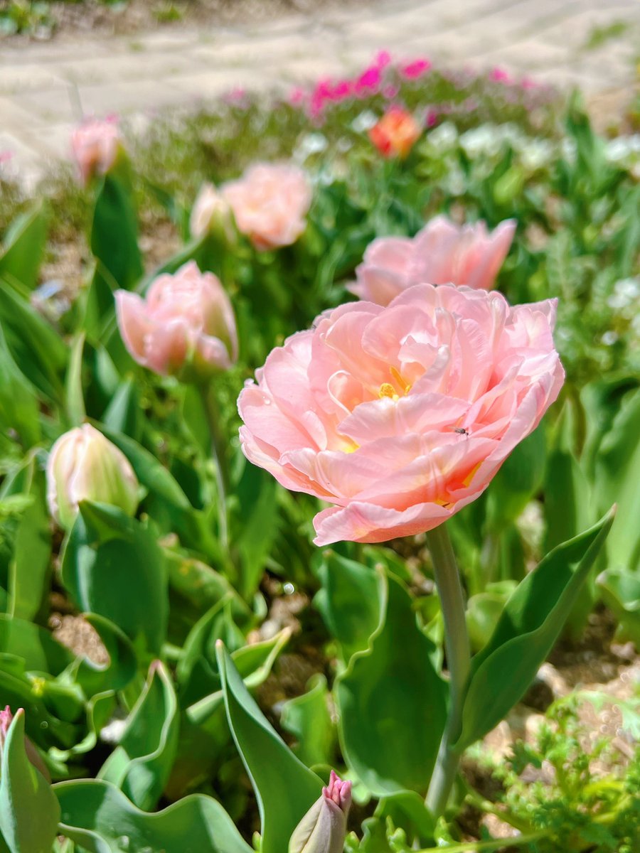 오늘도 예쁘구나 드리머는 그새 꽃봉이 더 많이 올라왔더🥰