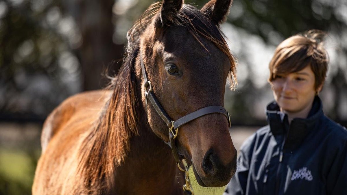 'Up until a few weeks ago the family didn't think they would be able to purchase her.' @app85 speaks on the sale of Winx foal yesterday which sold for a record price at Inglis Australian Easter Yearling Sale. LISTEN: bit.ly/3vAX8Tf