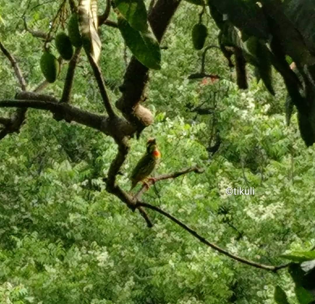 A close up of the mango flower. I loved this tree and in lockdown documented the journey from buds to fruit. Bonus were the birds that came visiting. While we're at it here's something I wrote. Do read. Do read.thewindowjournal.com/2023/06/18/bir… #DelhiTrees #TreesofDelhi #Summer #Birds