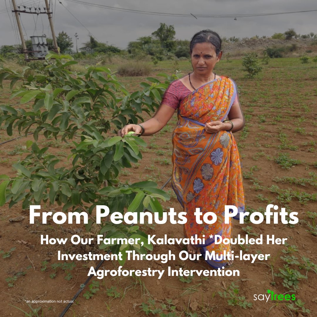 Our #farmer, Kalavathi, will earn an additional INR 1,00,000 annually for her household by selling #guava from the saplings that @saytrees_ind has Planted with her. #agroforestry #farmer #trees #fruits