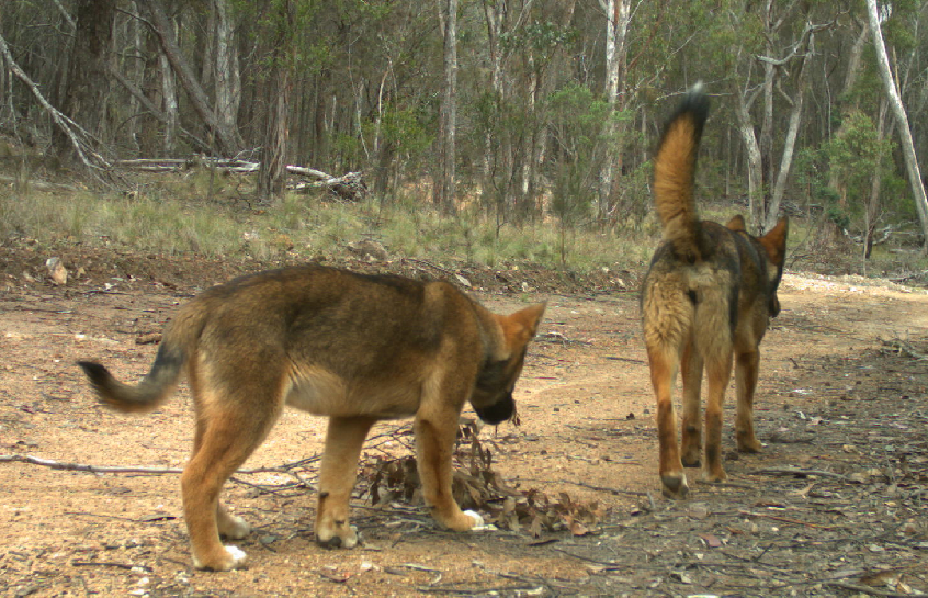 Big sister #dingo off for a stroll with younger sibling.