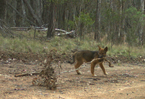 #dingoes reduce #bushfire risk by removing fuel!? #tonguefirmlyincheek