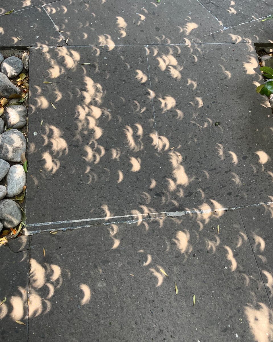 Daniela Soto tweet media