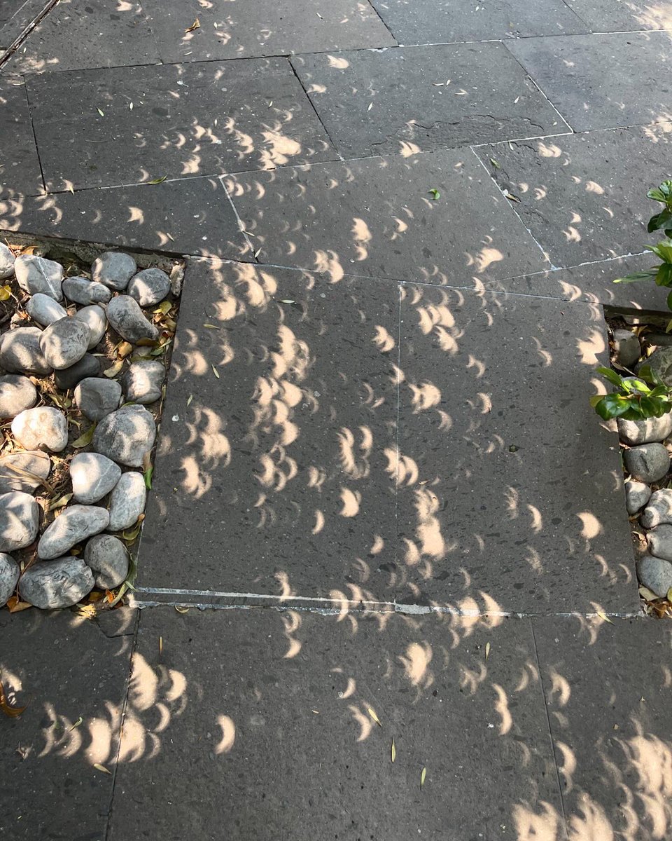 Daniela Soto tweet media