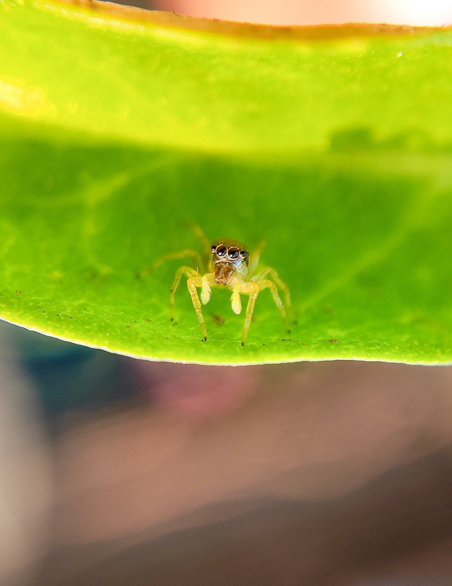 •~ Tiniest Spider......♥️ #Spider #MacroHour #ThePhotoHour Good Morning!!