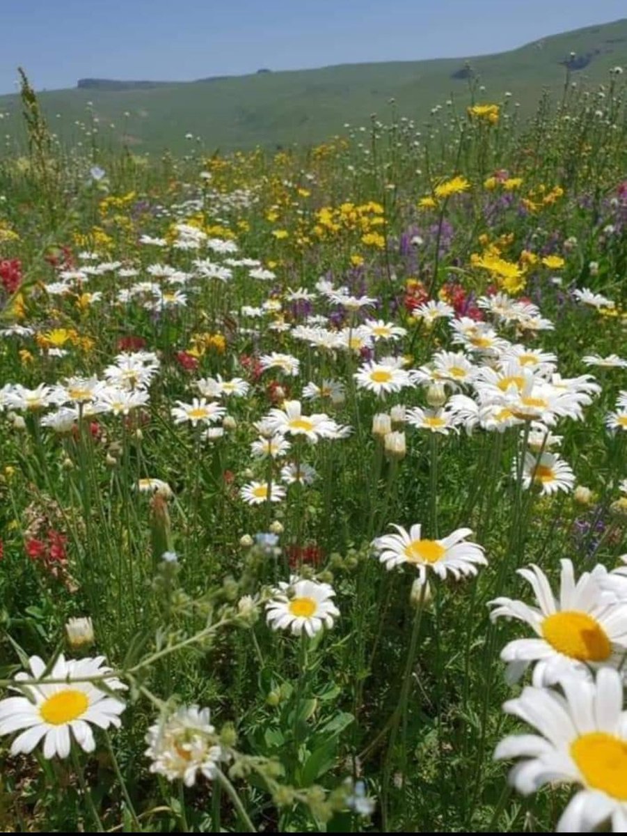 Dağlarına bahar gelmiş memleketimin Haberin var mı taş duvar ? Demir kapı ,kör pencere Yastığım ,ranzam, zincirim Uğruna ölümlere gidip geldiğim ... Günaydın iyi insanlar ☀️