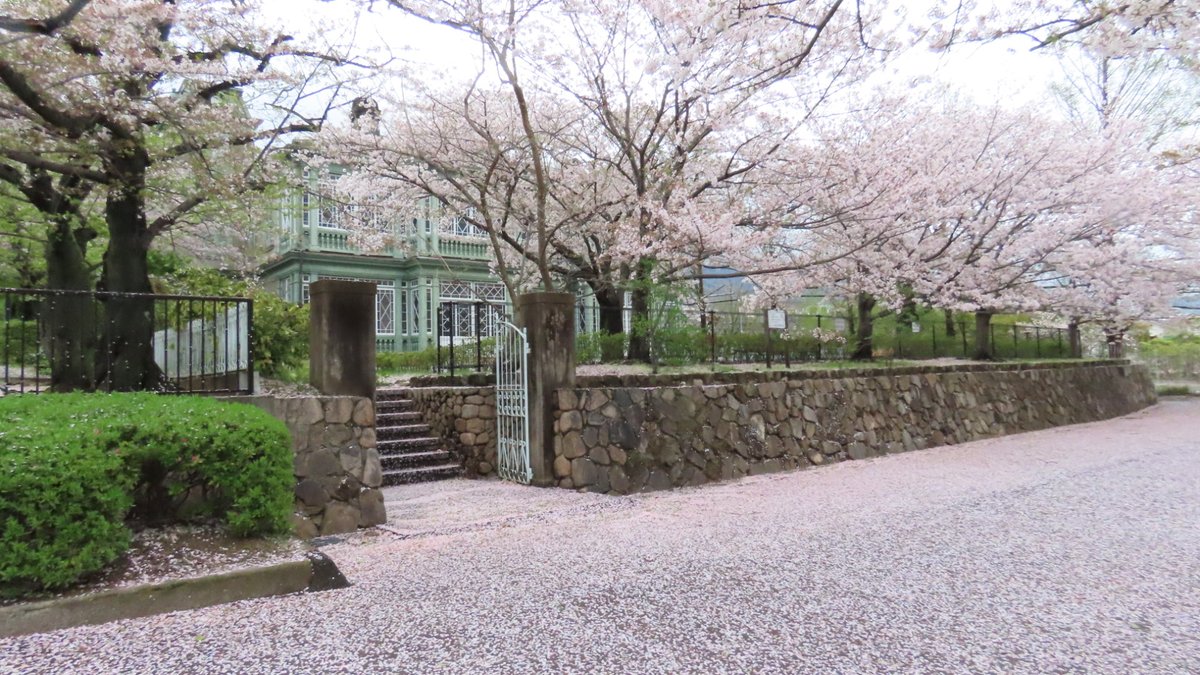 4月9日撮影
王子動物園
桜🌸の花びら絨毯とハンター住宅