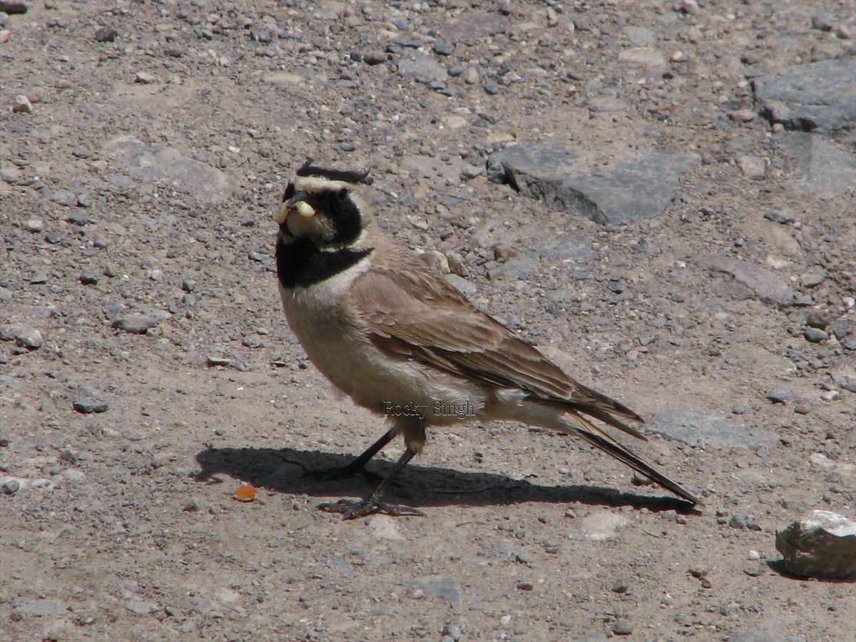 From the desert we head to the great Himalayan Desert. A bird that braves the icy temperatures and howling winds. It must be the devil, because it has those horns. The Horned Lark is a hardy resident of the Northern mountains. Active, fast and alert, its a survivor @indiaves