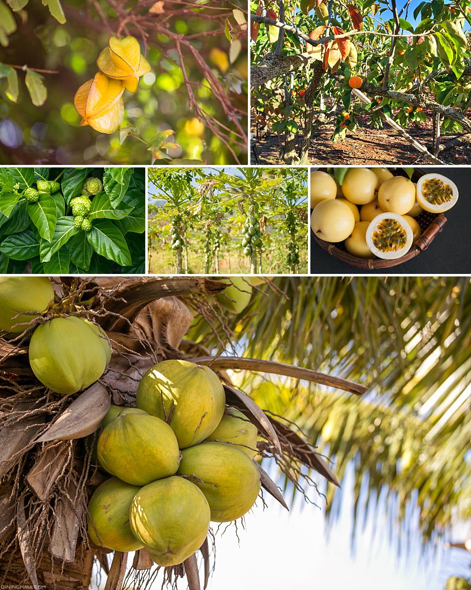 Enjoy the Taste of Maui’s Tropical Fruits! diningmaui.com/tropical-fruit… #mauifruit #hawaiifruit #hawaiianfruit #fruit