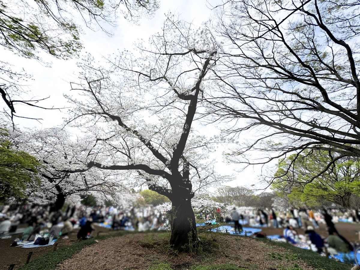 NHK NEWSLINE anchors Yamaguchi Hiroaki and Inoue Yuki made it to Yoyogi Park in time to enjoy the cherry blossoms at their best!  Sakura special site: www3.nhk.or.jp/nhkworld/en/ne… #sakuraNHKWorld #みんなでつくる桜前線