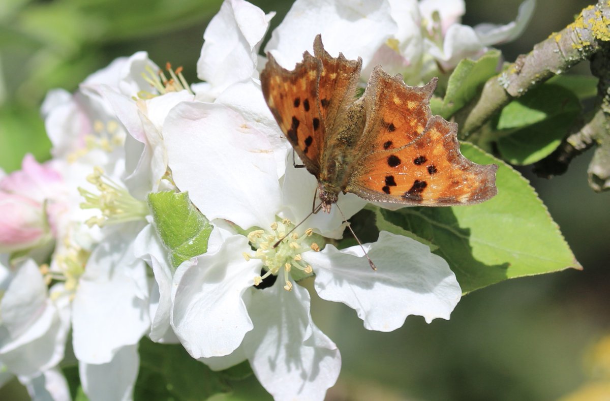 Robert le Diable sur un pommier en fleurs. #Papillon #ArbresFruitiers #Jardin #MaraisPoitevin