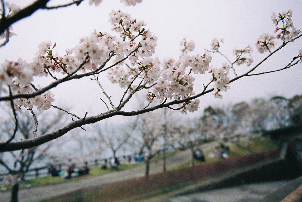 #filmphotography #桜