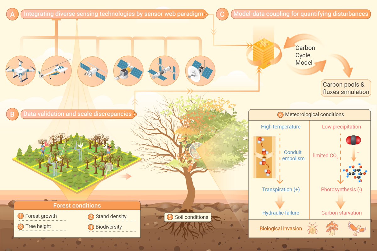 New in The Innovation Geoscience! Impact of drought-induced forest mortality on terrestrial carbon cycle from remote sensing perspective. Zhang et al. focused on understanding the effects of drought-induced forest mortality on the terrestrial carbon cycle, a topic of substantial…