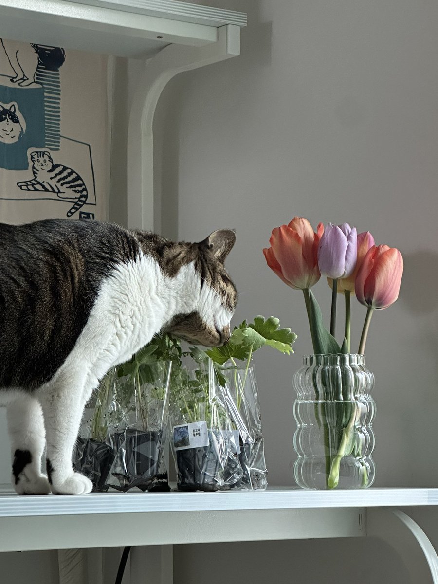 도개화원표 모종들 검사중

호두 발ㅋㅋ너무 귀엽다