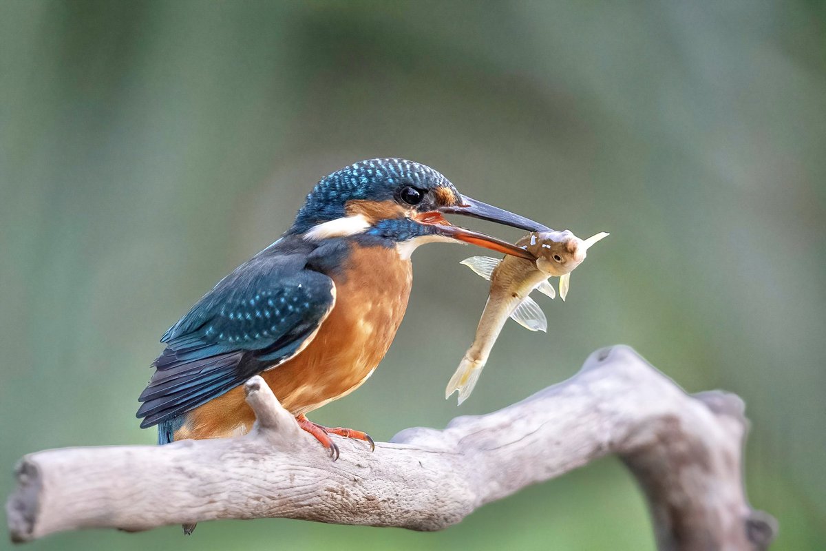 Kingfisher takes another