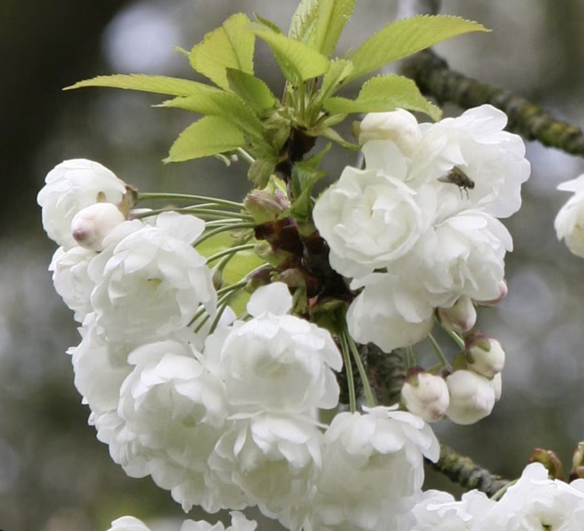 In studies of the flowering phenology of Japanese Cherries these two mark the middle of the 'Mid' season. Prunus 'Kanzan' (left) flowers just before P. avium 'Plena'. Things like P. x yedoensis and P. 'Shirotate' are distant memories now.