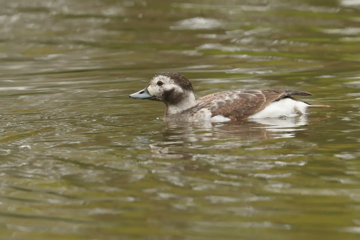 Long Tailed Duck @WWTLlanelli