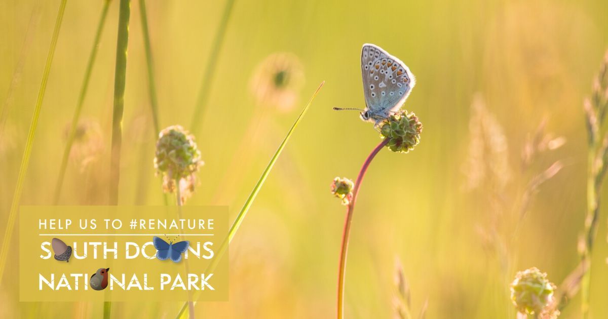 South Downs Trust is excited to have enabled over £130K of #ReNature funding for thirteen community projects across Hampshire and Sussex.
 
To read the full story - buff.ly/4cZKbDk 
📸 Thomas Moore
#SouthDowns #SouthDownsNationalPark #NatureRecovery