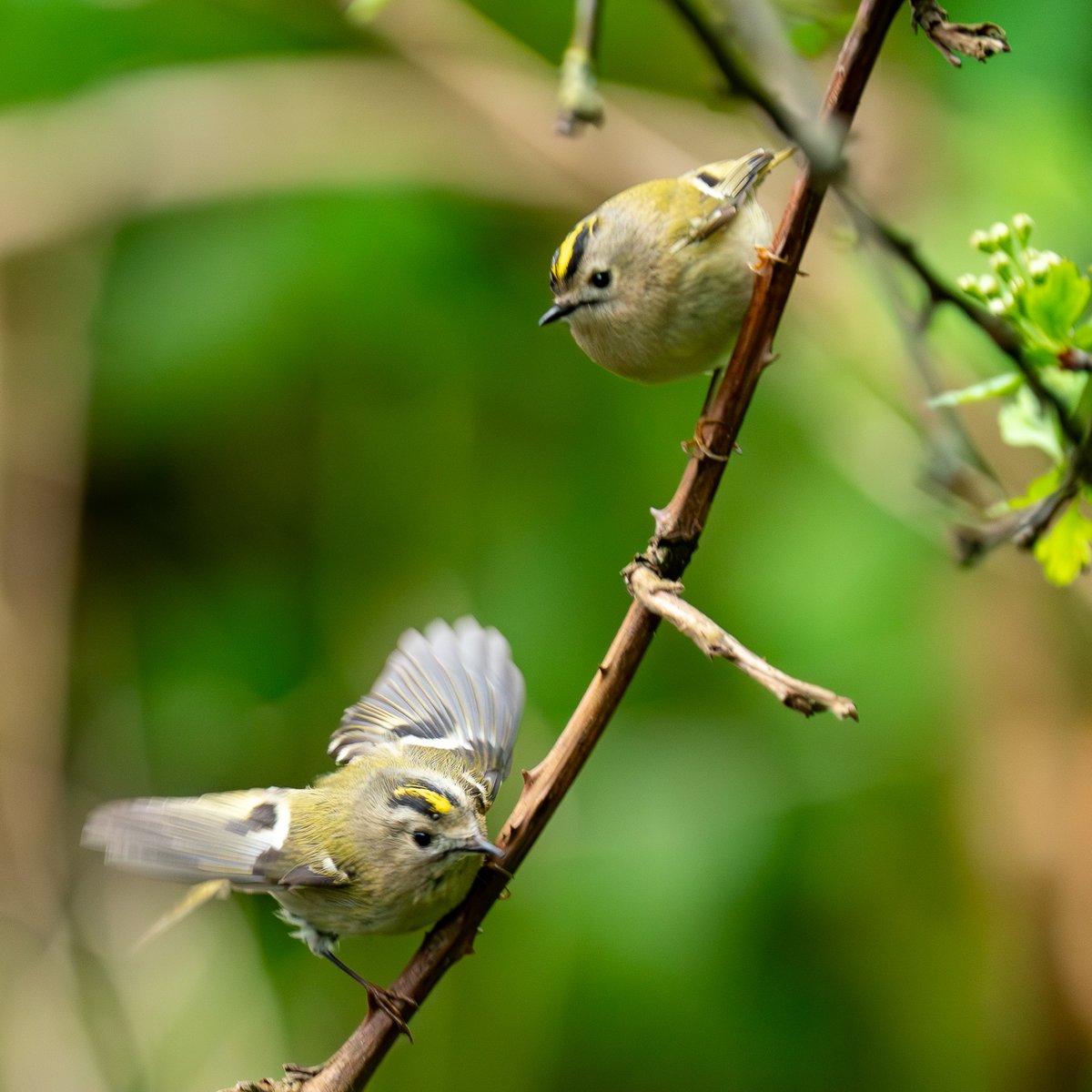 Goldcrest pairing up at Blashford yesterday @BlashfordBirds @HantsIWWildlife @CHOG_birds @Natures_Voice @birdingplaces @BirdlifeOz @birdingforall