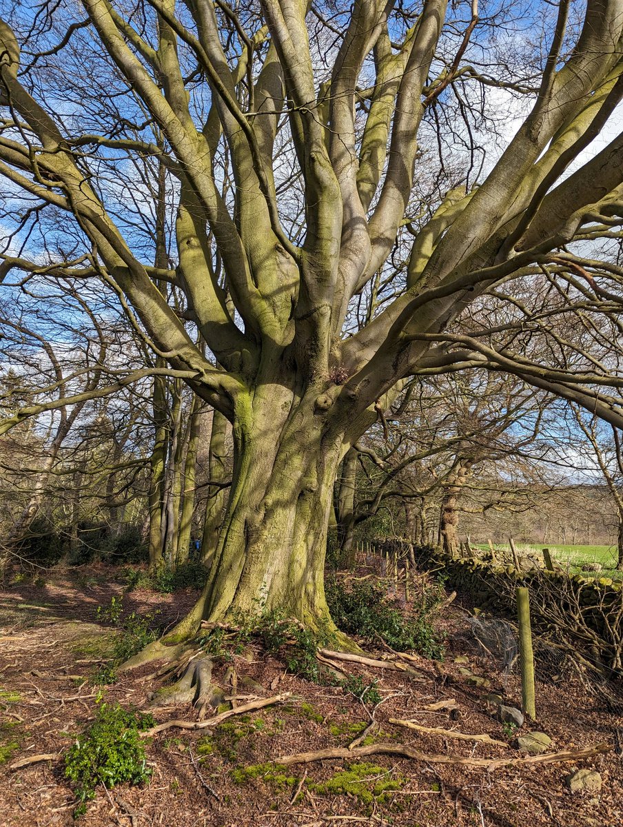 Beech near river wear #thicktrunktuesday