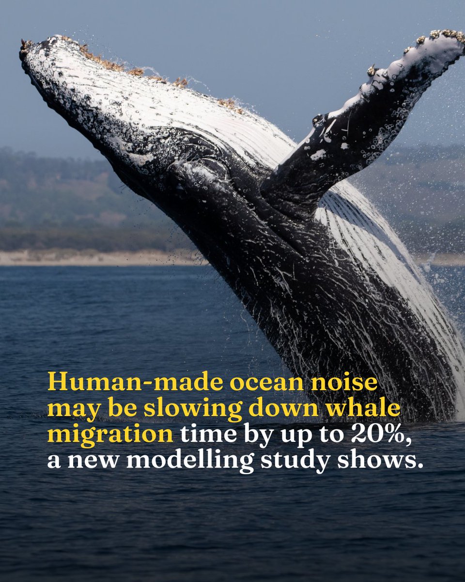 New research from @SciMelb's @S_T_Johnston shows that as noise from shipping and other human activities surges, whales will find it increasingly harder to migrate successfully. Tap through to learn more → unimelb.me/3xrdjD4