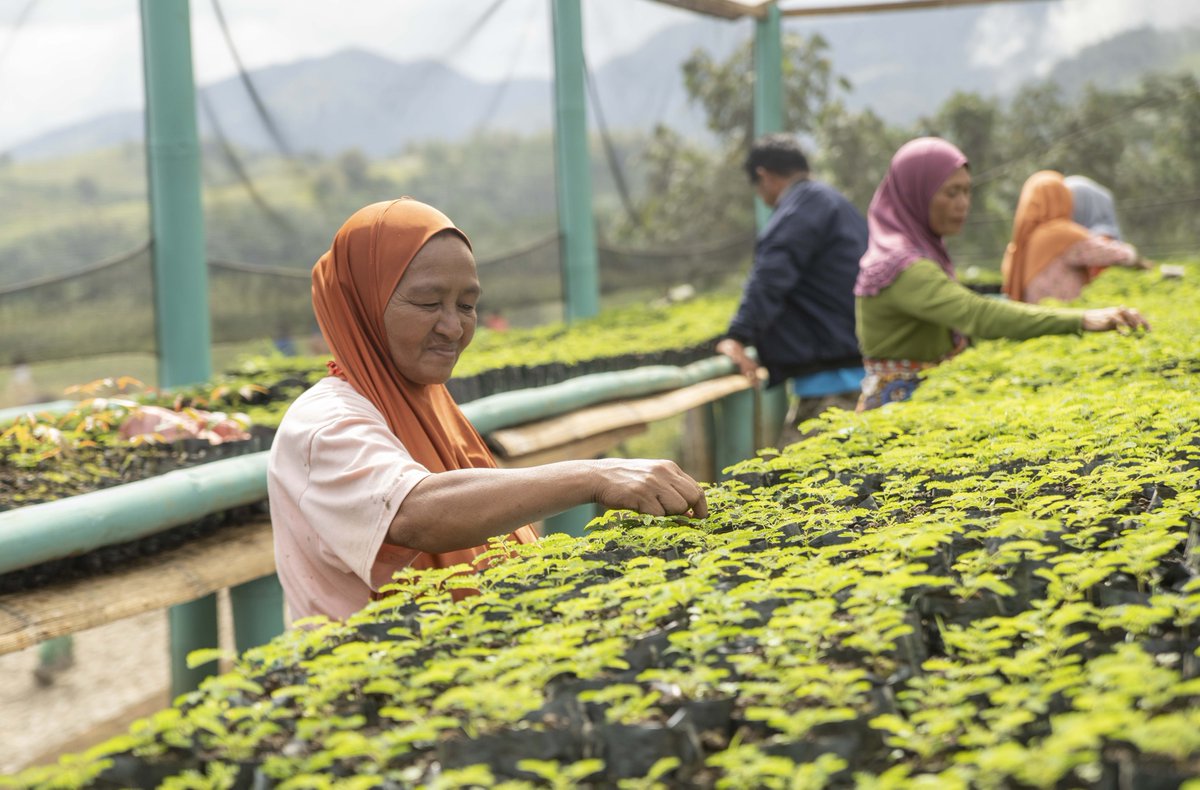 Meet Mona in the #Philippines 👋 Farmers like Mona build nurseries to support their local gardens, where they grow vegetables for food and a sustainable income. 🥬🥒💚 WFP is working with 17,000 farmers like Mona across the Bangsamoro Autonomous Region.
