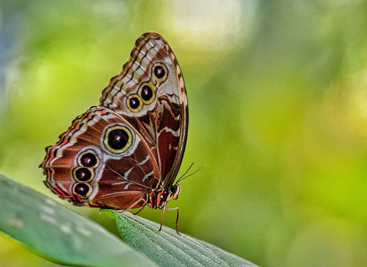 Common morpho butterfly #TitliTuesday #IndiAves #Butterflies #butterfly #nature #Nikon