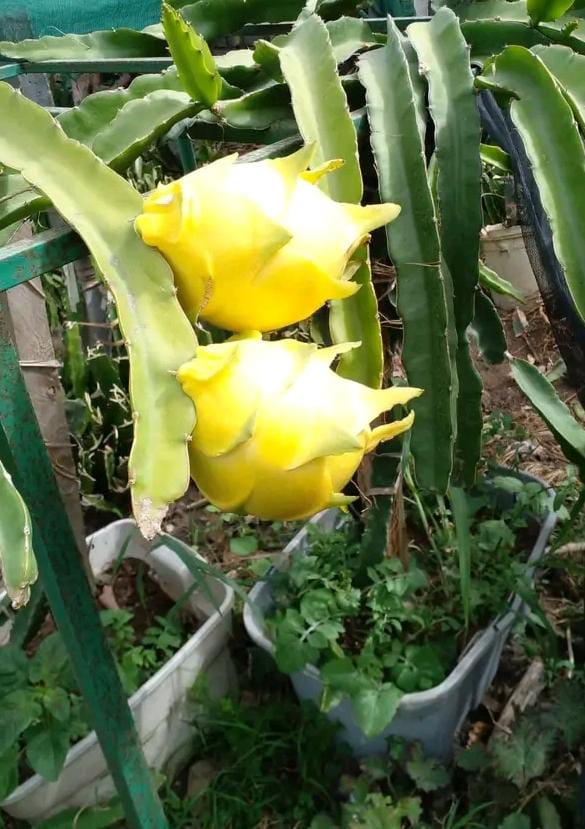 Yellow dragon fruit