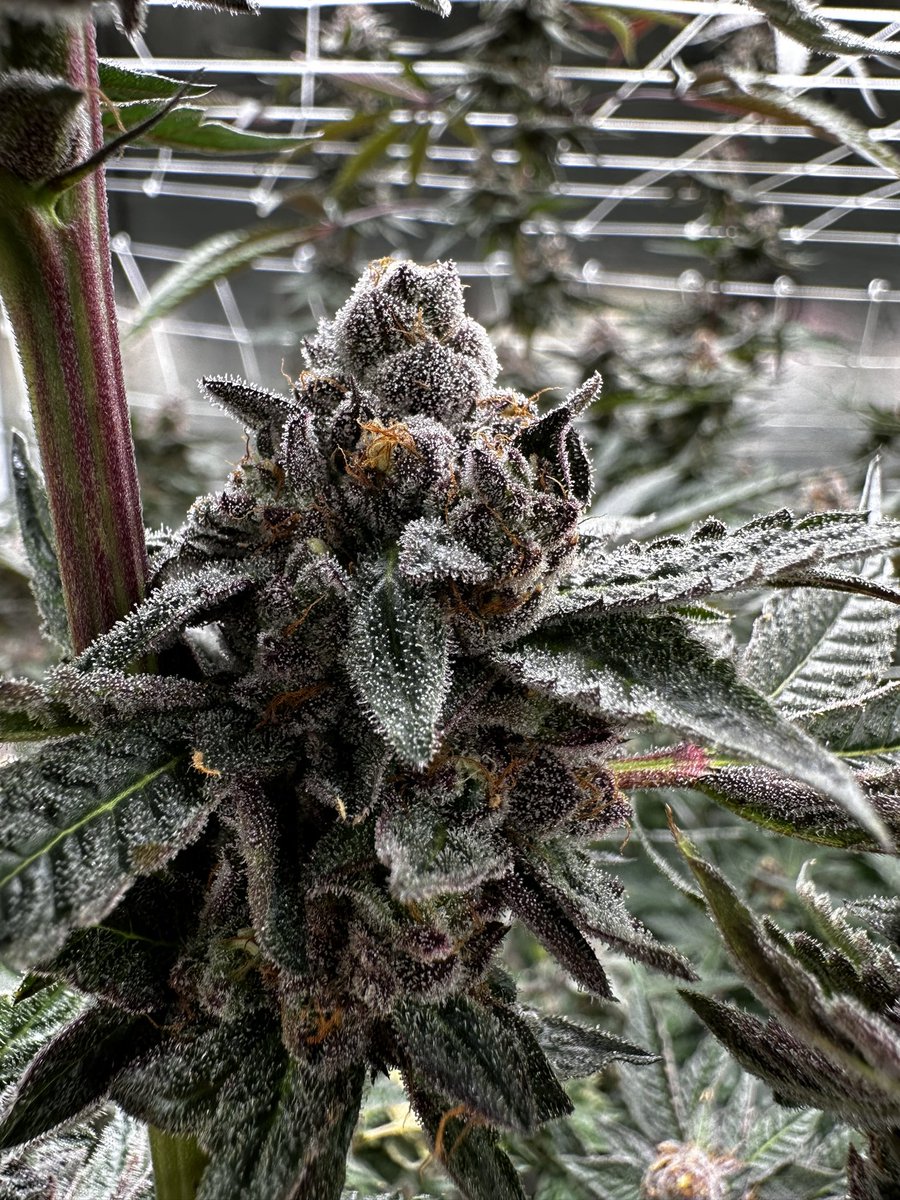 Fire No Liar (@firen0liar) on Twitter photo Bout time to flush 💦 #hustlenonstop
Emergen C x Sunset Sherb bx by #threeflamingosca
#pursuitofterps #microcottage #cottagegrown <a href="/PursuitOfTerps/">PursuitOfTerps</a> Bout time to flush 💦 #hustlenonstop
Emergen C x Sunset Sherb bx by #threeflamingosca
#pursuitofterps #microcottage #cottagegrown <a href="/PursuitOfTerps/">PursuitOfTerps</a>