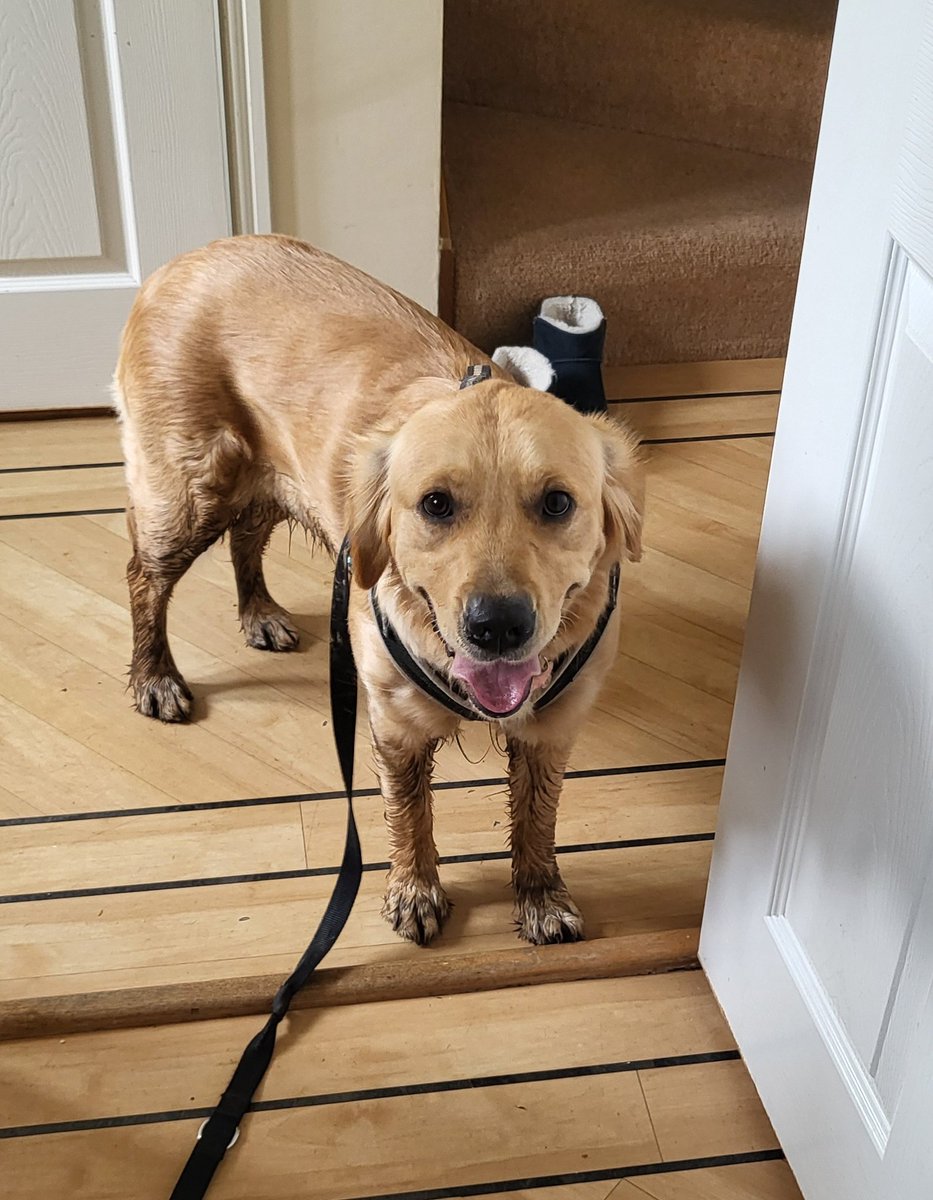 Millie after a very muddy walk #TongueOutTuesday #WalkWithMillie 🐕🐾🚶‍♀️