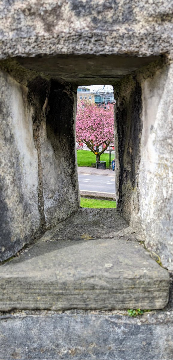 #cherryblossom #blossom #April8th @yorkwalls #york #England #VisitYork #GetOutside