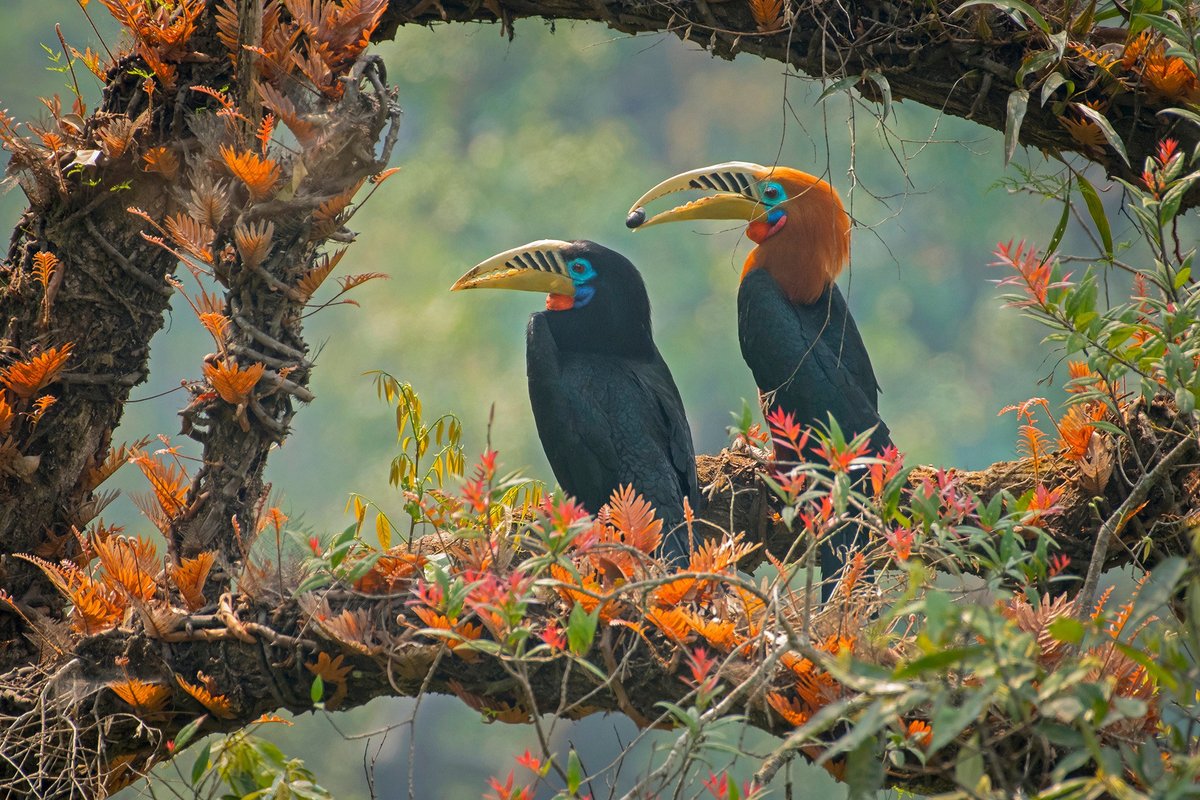 #FromTheArchives From building dens together to sealing their partners shut in a tree hollow, the #animal world has a unique way of expressing #love. Learn more in this photo feature. 📷 Saurabh Sawant — A courting pair of Rufous-necked #Hornbills bit.ly/4cQpHMW