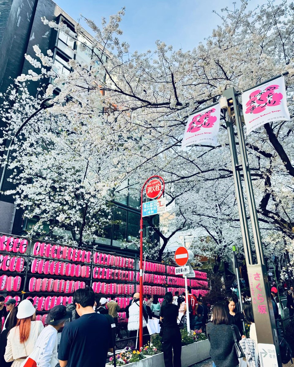 tastingisland's tweet photo. SAKURA 🌸 
Beautiful Sakura Street in the Shibuya District of Tokyo!

#sakura #sakura🌸 #sakuraflower #sakurafestival #sakurablossom #cherryblossom #cherry_blossom #tokyo #shibuya #shibuyastation #sakurastreet #tokyojapan #tokyonature #wheninjapan🇯🇵 #japan #haru #spring https://t.co/okWY0jb6Tm