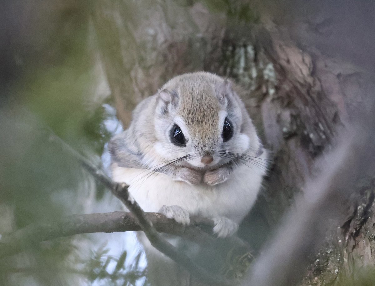 この座り方めんこい💕
#エゾモモンガ　#tokyocameraclub 
#北海道の野生動物