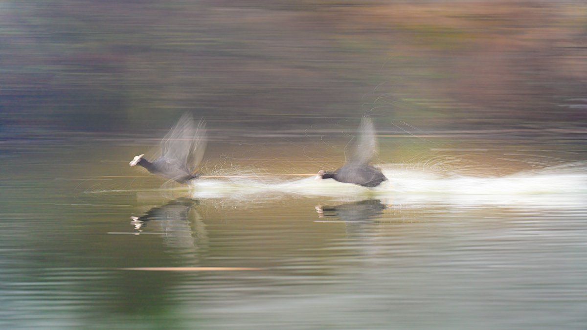 Crazy Coots Hope your day is not as mad as these two