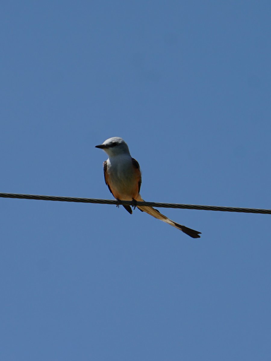 My bf's scissor tailed flycatcher pics that he took with my camera during the leadup to the eclipse