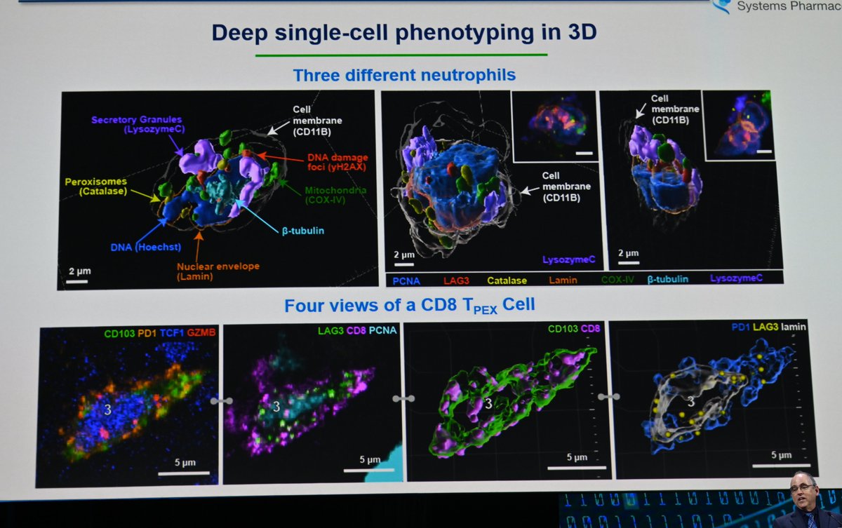 Ludwig @harvardmed's Peter Sorger gave a visually (and intellectually) arresting talk at the #AACR24 plenary session on the use of multiplex, 3D imaging and spatial profiling to analyze the immune landscape of melanoma tumors.