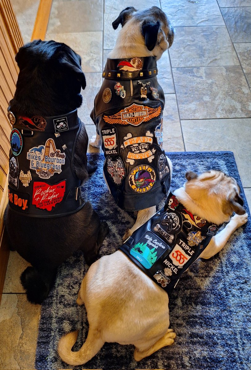 RIDING SEASON IS HERE OUR MESSAGE IS CLEAR KEEP MOMMA ALIVE DON'T TEXT & DRIVE! That's it for our poetry skills🤣. #BIKER #pugs #harleydavidson @harleydavidson #motorcycle #riders #puglife #dogsoftwitter #dogsofx #tuesdayvibe #DontTextAndDrive