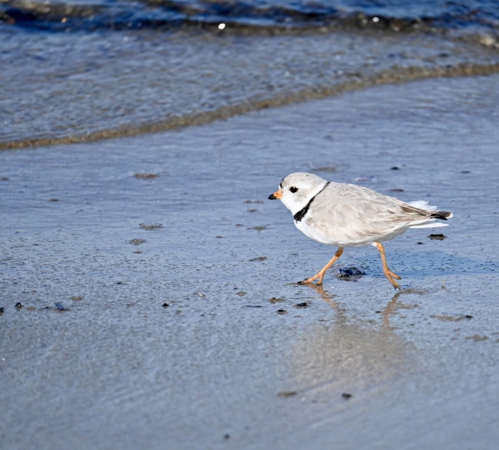 Yesterday while the beach people were watching the eclipse I was following this little plover around 😃