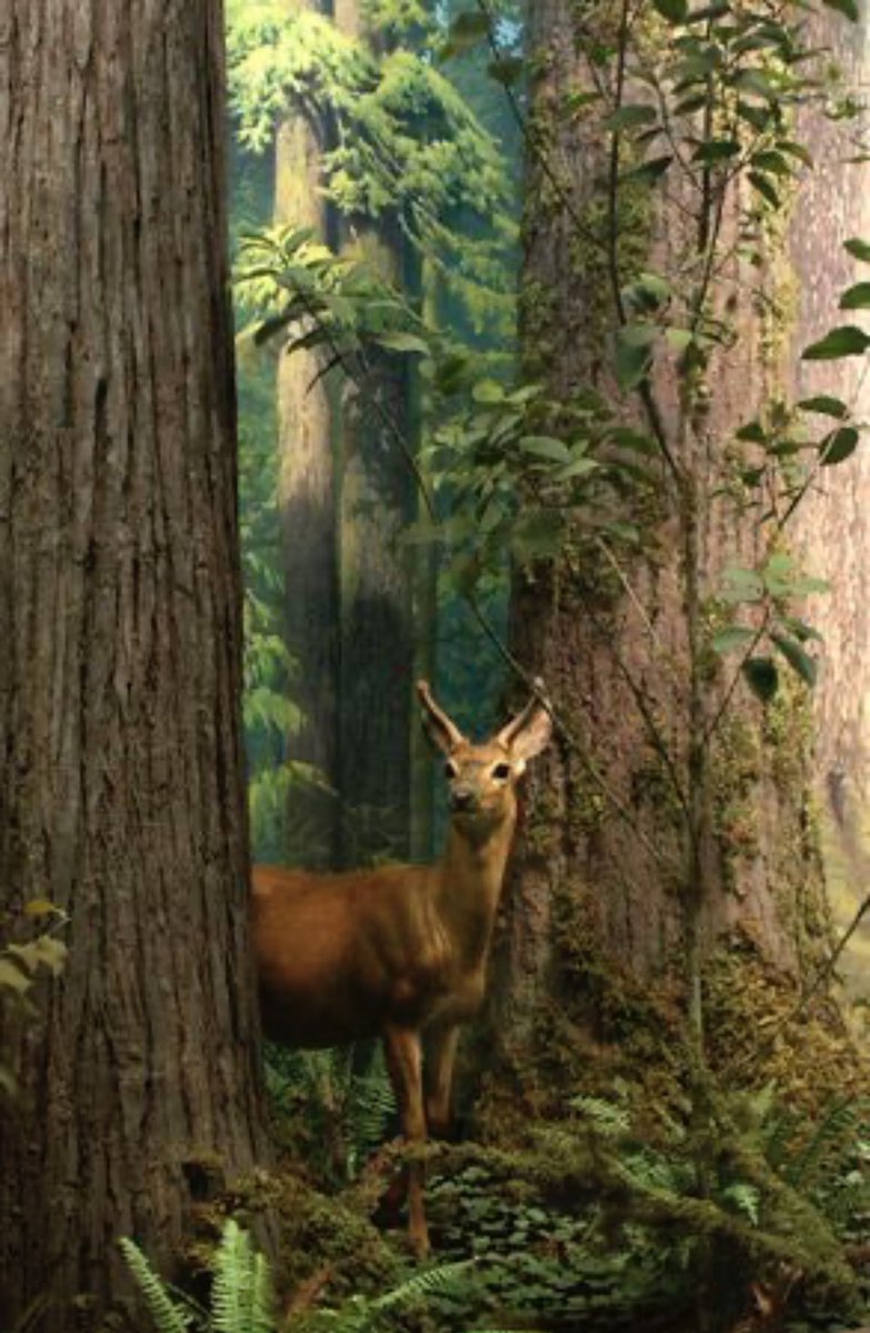 Good morning my friends💜☀️
I wish you a happy and peaceful Tuesday🙏🏻🍁🌲🦌🐾