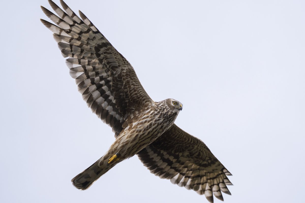 The enigmatic ‘sky-dancing’ Hen Harriers are now a rare sight in our skies. The 2023 Hen Harrier Survey was conducted in partnership with @RSPBNI, @nirsg and @daera_ni to understand more about this rare species.