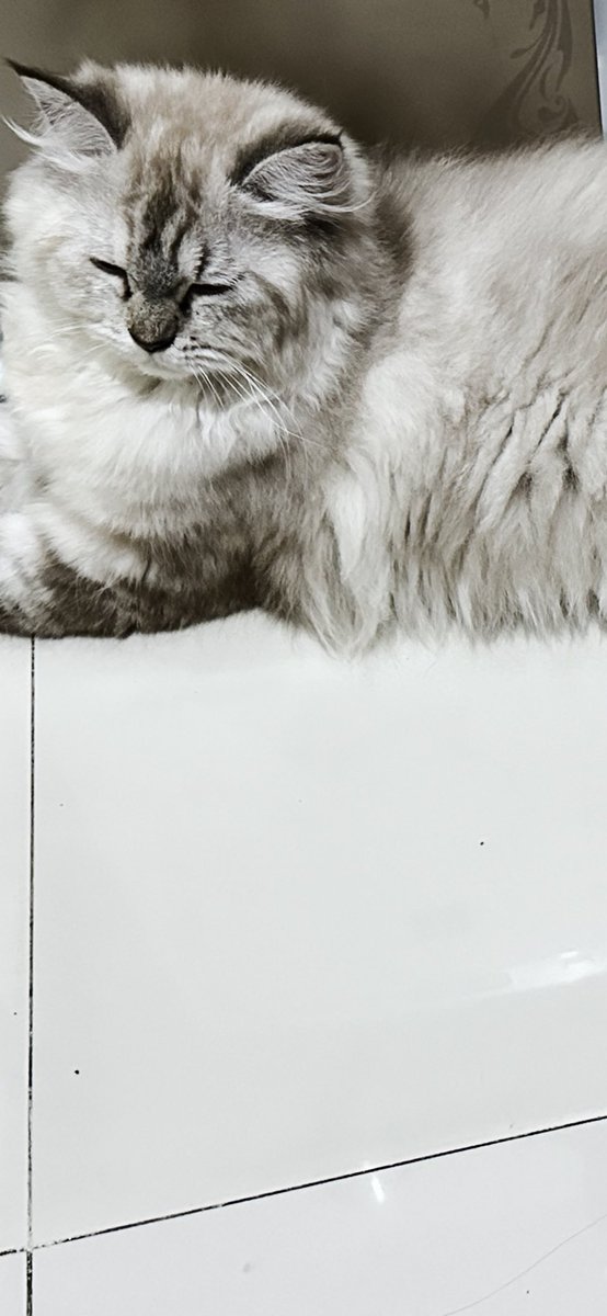 vinadok's tweet photo. Cleopatra Hilang 🐈‍⬛

HADIAH 1 JUTA bagi yg mengembalikan CP 085 7436 00009
Area Pandega Marta-Pogung sekitarnya (yogya)
Hilang 8 april 24, sedang menyelesaikan pengobatan panleukopenia
Warna abu2 campur putih, ujung ekor-telinga sedikit hitam,1th
Tlg RT @merapi_uncover https://t.co/1fW3Qv519X