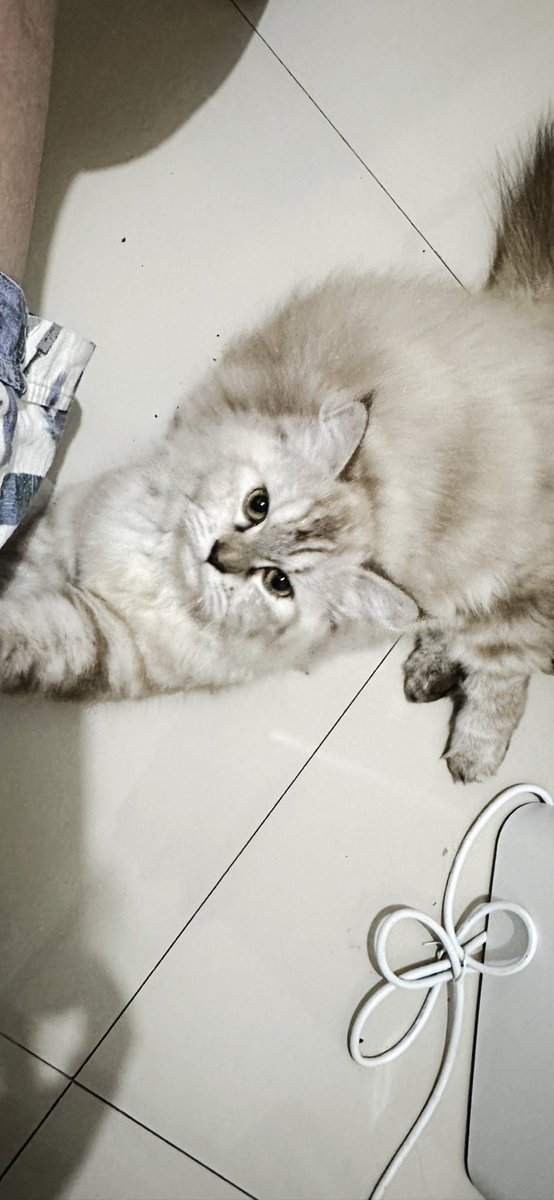 vinadok's tweet photo. Cleopatra Hilang 🐈‍⬛

HADIAH 1 JUTA bagi yg mengembalikan CP 085 7436 00009
Area Pandega Marta-Pogung sekitarnya (yogya)
Hilang 8 april 24, sedang menyelesaikan pengobatan panleukopenia
Warna abu2 campur putih, ujung ekor-telinga sedikit hitam,1th
Tlg RT @merapi_uncover https://t.co/1fW3Qv519X