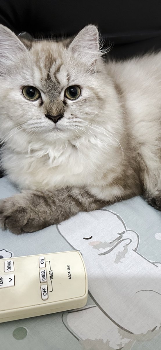vinadok's tweet photo. Cleopatra Hilang 🐈‍⬛

HADIAH 1 JUTA bagi yg mengembalikan CP 085 7436 00009
Area Pandega Marta-Pogung sekitarnya (yogya)
Hilang 8 april 24, sedang menyelesaikan pengobatan panleukopenia
Warna abu2 campur putih, ujung ekor-telinga sedikit hitam,1th
Tlg RT @merapi_uncover https://t.co/1fW3Qv519X