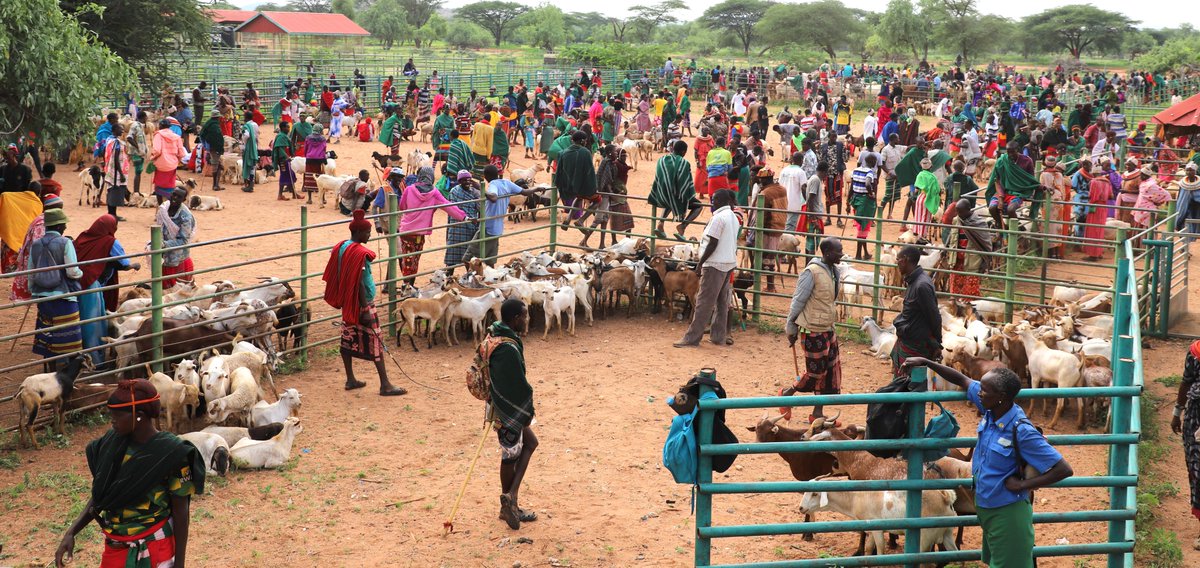 Livestock markets serve as trade hubs, generating significant economic activity among rural communities. Recognizing this pivotal role, USAID LMS worked at the local level with county govts' to build & formalize 21 sustainable livestock markets in six counties in Northern Kenya.