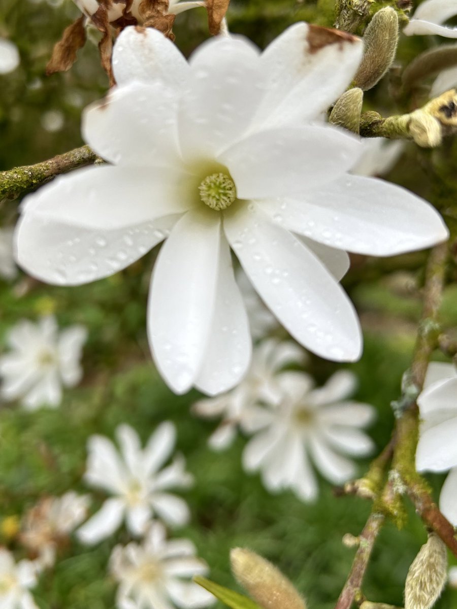 Star magnolia smelling gorgeous in the garden 🪴 #gardening #Flowers