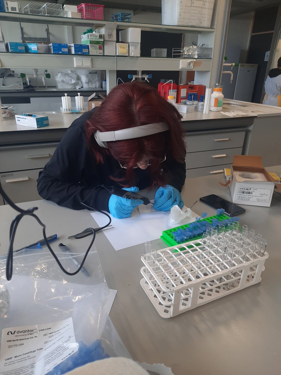 It's a busy day in the lab today! Visiting researchers &amp; students are preparing collagen samples for carbon &amp; nitrogen, dissolving rocks looking for micrometeorites, &amp; drilling teeth for Sr analysis 🦴🦷🔥☄️🪨