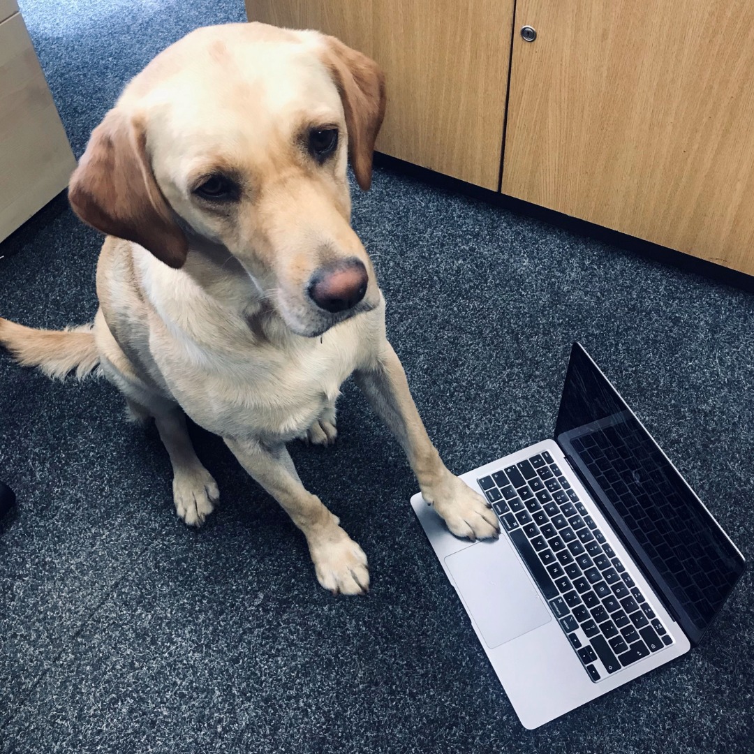 👋 Say hello to Search Buddy's very own, Phoebe! 🐶

What is your favourite pet and why? 

#NationalPetMonth